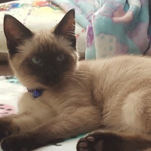 Meet your Posher, Paige